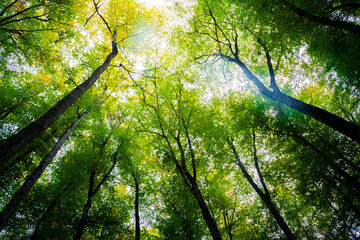 autumn trees with the sunlight at the treetops