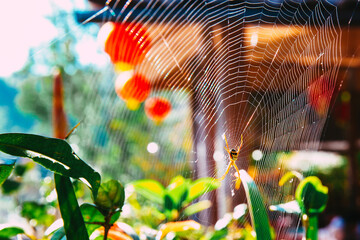 Spider bug insect on the spider web in the morning light sunshine.