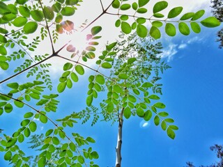 green leaves on a tree