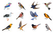 Vector illustrations include images of various birds.