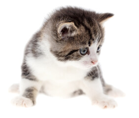 Wall Mural - Small kitten isolated on a white background.