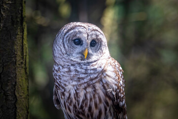 Fototapete - Barred Owl