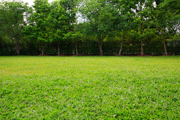 Sticker - green grass in a park