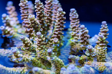 Wall Mural - Beautiful acropora sps coral in coral reef aquarium tank. Macro shot. Selective focus.