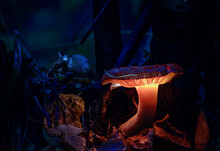 Little Mouse Hides By Glowing Mushrooms In A Dark Forest, Growing On A Stump In A Fantasy Forest, Beautiful Magic Light Of A Mushroom, Macro Photography