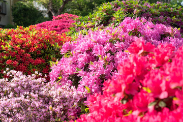 Wall Mural - Colorful azalea flowers in Japanese garden　色とりどりのツツジが咲く日本庭園