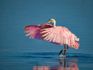 Wall Mural - Roseate spoonbill spreds its wings in Florida.