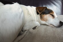 A Sleepy Cute Jack Russell Parsons Dog On The Sofa. Man's Best Friend