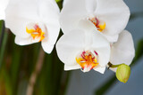 Fototapeta Storczyk - Branch of white orchid with buds on a blurred background.