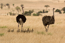 Two Ostriches (Struthio Camelus) With Babies In Savannah