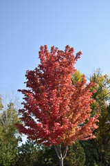 Canvas Print - Autumn Tree