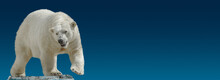 Banner With Big Polar Bear Standing At Small Iceberg Chunk In Gradient Blue Sky Background With Copy Space, Closeup, Details.