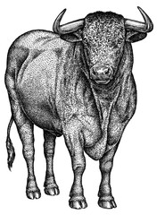 Canvas Print - black and white engrave isolated bull illustration