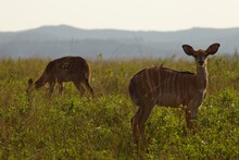 Female Nyala On African Plains