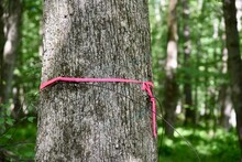 A Mature Hardwood Tree Marked With A Knotted, Pink Ribbon. Demarkation Sign Left By A Forester.
