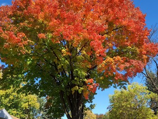 proud and gorgeous tree changing colors for fall in october