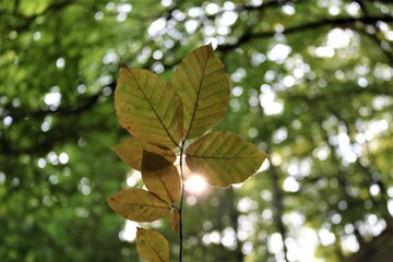 Leaves in the forest