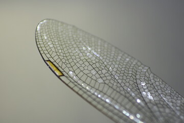 Macro of dragonfly’s wing