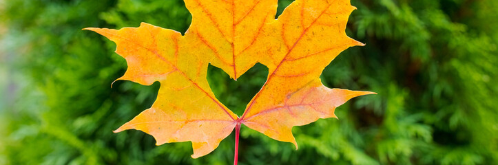 Wall Mural - a heart in an autumn leaf on a background of grained wood and lawn. autumn orange leaf with a carved