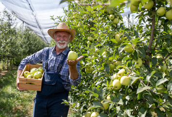 Farmer with crate of yellow apples in modern orchard