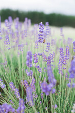 Bee On A Lavender Flower In A Field Of Lavender