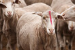 © Jane Worner/Austockphoto - Shorn ewe on a farm with a red mark on her nose