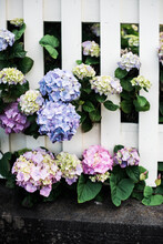 Hydrangeas And White Picket Fence