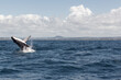 © Leslie Carvitto/Austockphoto - humpback whale breaching out of the water,Noosa,Queensland