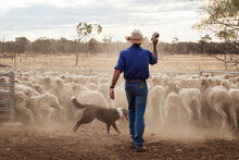 Farmer And Dog Chasing Sheep