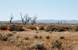 © Rosalie Dibben/Austockphoto - dead trees on plains with hills in background