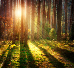 Canvas Print - Misty Old Forest. Autumn Woods