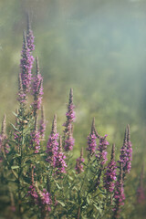 Canvas Print - Purple wild flowers growing in field