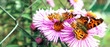 Selective soft focus. Two butterflies on flowers. Summer and beauty concept. Place for inscription, close-up. Banner