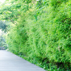 Canvas Print - aisa Bamboo groves