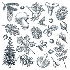 Autumn forest trees, mushrooms, plants, leaves set isolated on white background. Vector hand drawn sketch illustration