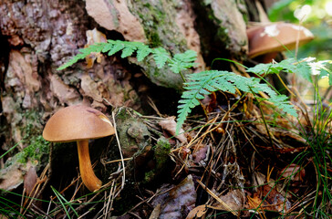 Wall Mural - Mushrooms in the forest