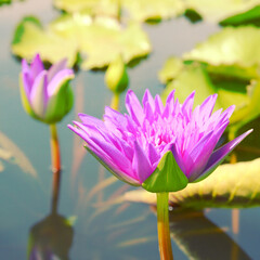 Wall Mural - Lotus flower on the water with retro filter effect