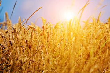 Poster - Sunny wheat field close-up. Agriculture background