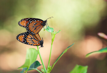 Wall Mural - Pair of Queen butterflies (Danaus gilippus) mating and hanging on a leaf in the fall 