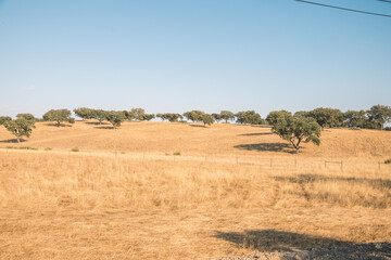 Wall Mural - wide steppe of golden color. Cork trees in the steppe. a small dirt road between the steppe. beauty of the Alentejo area in Portugal