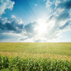 Poster - sun in darken low clouds over field with green maize