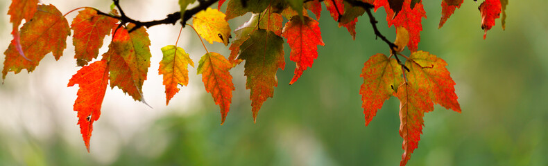 Wall Mural - panoramic view of autumnal colours leaf on colorful bokeh background. panoramic view of maple leaf on colorful bokeh background	
