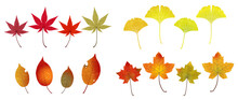 Illustration Of Various Fallen Autumn Leaves