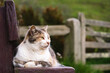© Pajaros Volando - Portrait of a cat posing on a wooden bench on a natural environment