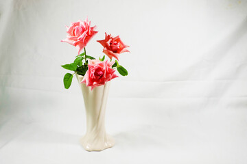 Wall Mural - Three pink roses in vase isolated on white background