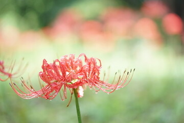 曼珠沙華と雫2