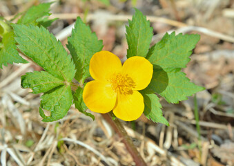 Canvas Print - Spring yellow flower (Hylomecon vernalis)