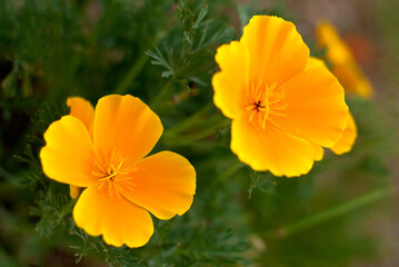 Canvas Print - Orange Poppies Field 