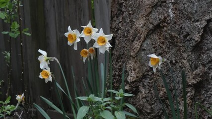 Wall Mural - bright daffodils in full bloom in early spring