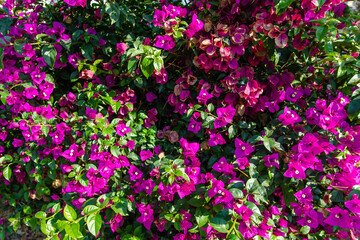 Wall Mural - Close-up view Bougainvillea tree with flowers. Blooming Bougainvillea flowers background.	